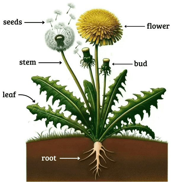 Morphological Characteristics of dandelions